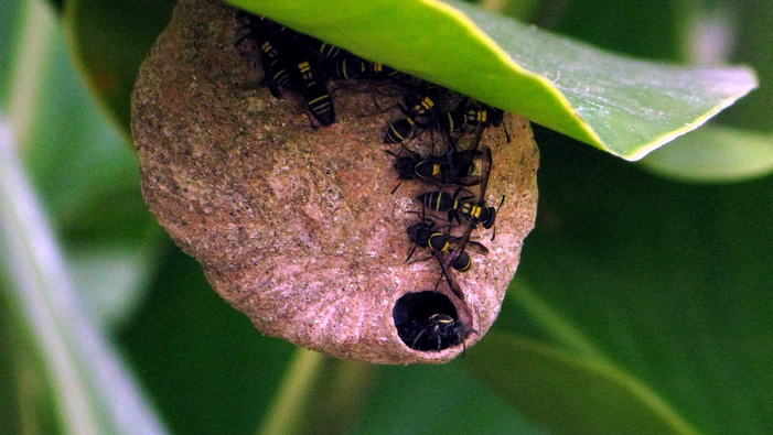 SERVICIO DE FUMIGACION DE AVISPAS DF
